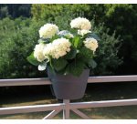 Pot pour balustrade 'OSAKA' (L)560x(P)300 mm, anthracite