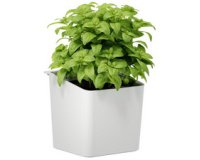KITCHEN Pot pour herbes aromatiques, blanc