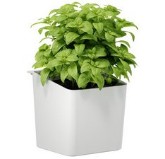 KEUKEN Pot voor kruiden, wit