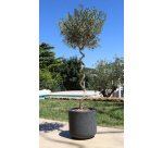 Bac à plantes BASALT UP, rond, 485 mm, vert amande