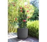 Bac à plantes BASALT UP, rond, 485 mm, vert amande