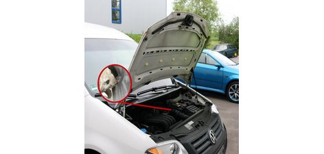 Répulsif antirongeur, 12V, avec ultrasons & lumière