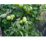 Beschermnet tegen vogels , 2 x 5 m, zwart