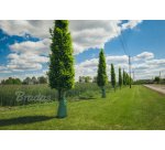 Sac d'arrosage pour arbres, PVC, 75 litres, vert