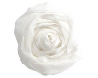 Crêpepapier 40% 10 blad 2x0,50mm - wit