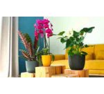 Cache-pot IRIS, diamètre: 137 mm, curcuma