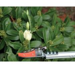 Girafe de coupe, petit