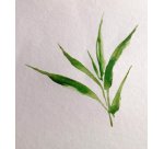 Bamboo bloc collé 1 côté 15F A3 250g