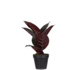 Plante artificielle 'caoutchouc', hauteur: 360 mm