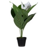 Plante artificielle 'fleur de lune', (H)550 mm