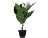 Plante artificielle 'fleur de lune', (H)550 mm