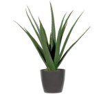 Plante artificielle 'aloe vera', hauteur: 450 mm