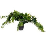 Plante artificielle 'lierre', hauteur: 800 mm