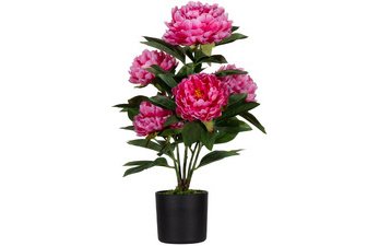 Plante artificielle 'pivoine', (H)550 mm