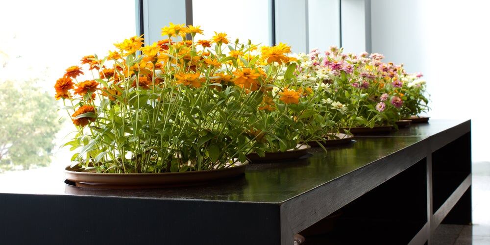 Fiori che crescono su un tavolo in ufficio