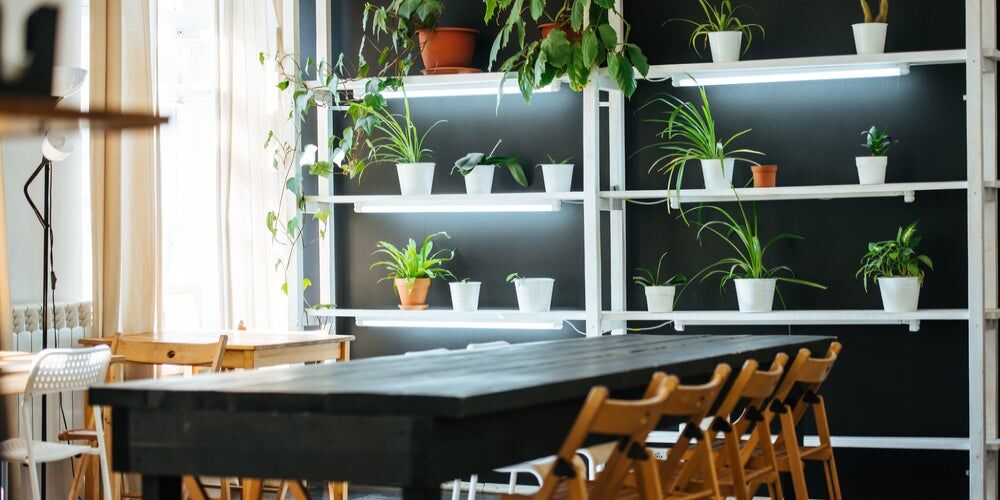 Piante sulle mensole in ufficio