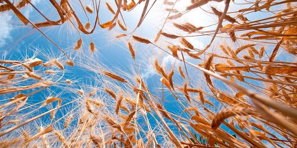 Spighe di grano e cielo azzurro