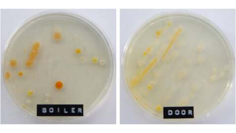 Batteri, germi e virus in ufficio: Office Bacteria Project