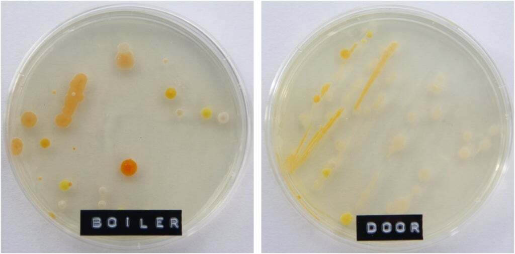 Batteri, germi e virus in ufficio: Office Bacteria Project