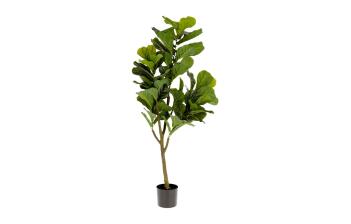 Plantas