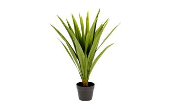 Plantes de bureau