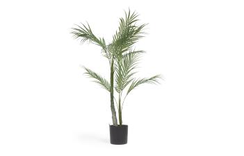 Plantes de bureau