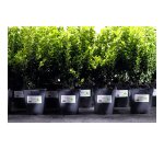 Etiquettes ultra résistantes 63,5 x 38,1 mm Avery L7060-20 - blanches - Pochette de 420