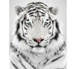 Papier photo pour impressions jet d'encre Avery A4 170 g - 20 feuilles