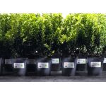 Etiquettes ultra résistantes 63,5 x 33,9 mm Avery L4773-20 - blanches - Pochette de 480