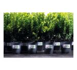 Etiquette ultra résistante laser 99,1 x 42,3 mm Avery L4776-20 blanche - Pochette de 240