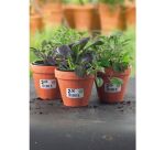 Etiquette ultra résistante enlevable laser 45 x 45 mm Avery L7126-8 blanche - Boîte de 160