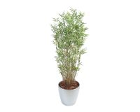 Bamboo oriental multitree + spherical pot.