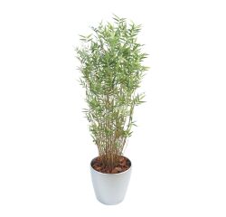 Bamboe oriental multitree + bolle pot.