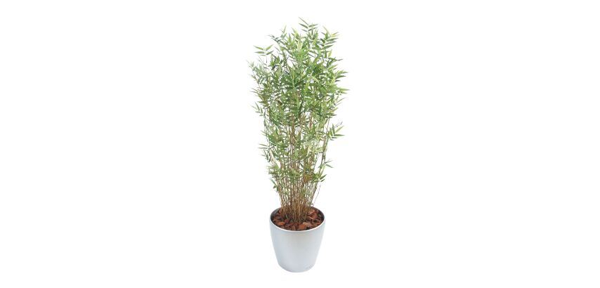 Bambou Multitree oriental