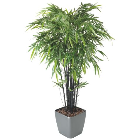 Black bamboo 12 sticks + pot.