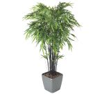 Bambou black 12 cannes