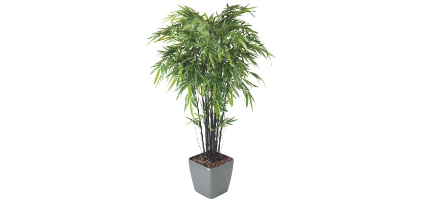 Bambou black 12 cannes