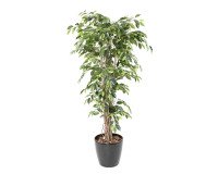 Ficus y macetero