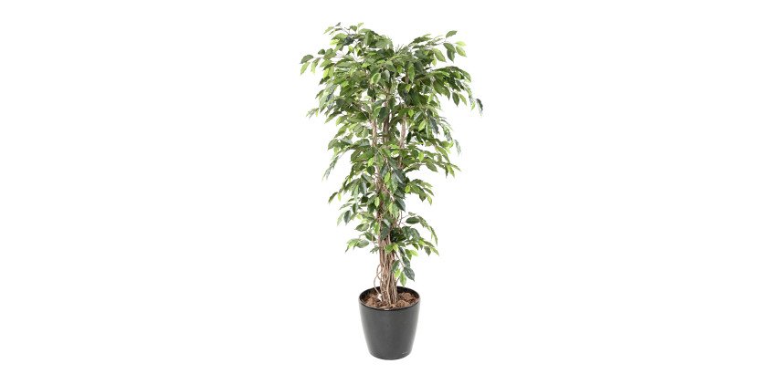 Ficus y macetero
