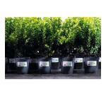 Etiquettes ultra résistantes 63,5 x 33,9 mm Avery J4773-10 - blanches- Pochette de 240