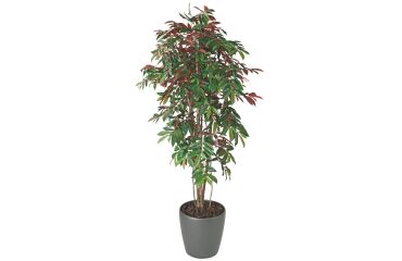 Artificial plant Capensia for inside + pot
