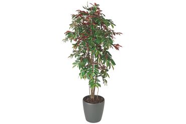 Artificial plant Capensia for inside + pot