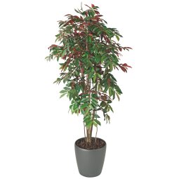 Artificial plant Capensia for inside + pot