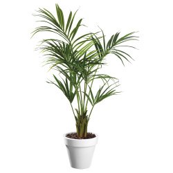 Artificial plant for indoor Kentia + pot