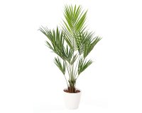 Kunstmatige plant voor binnen Kentia + pot