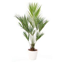 Kunstmatige plant voor binnen Kentia + pot