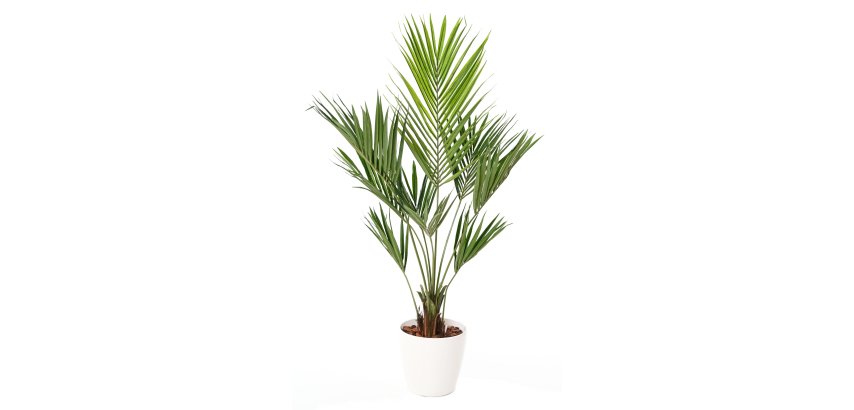 Plante artificielle d'intérieur Kentia + pot