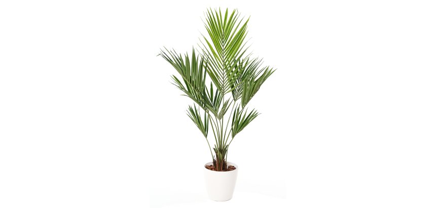 Plante artificielle d'intérieur Kentia + pot