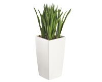 Artificial plant for indoor Sansevieria + pot