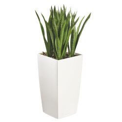 Artificial plant for indoor Sansevieria + pot